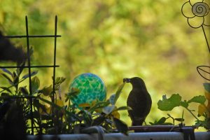 Fotoausstellung "Balkonien in Landwasser" von Gesine Schied