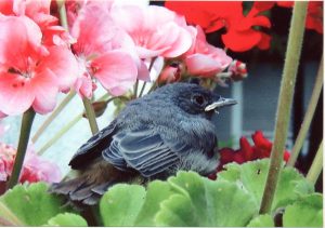 Fotoausstellung „Balkonien in Landwasser“ von Karin Wolter